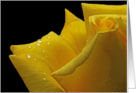 Rose Yellow Dew Glisten Beautiful Friendship Love card