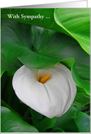 Sympathy Lilly among beautiful flowing green leaves card