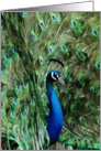 Note card with peacock card