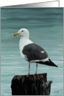 Note card sea gull card