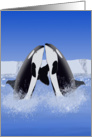 Orcas in love card