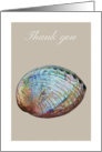 Thank you,abalone shell, blank note card