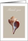 Thank you card with whelk seashell, blank inside card