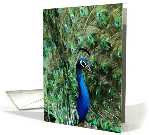 Note card with peacock card (1058287)