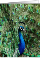 Note card with peacock card