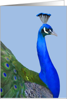 Peacock Note Card