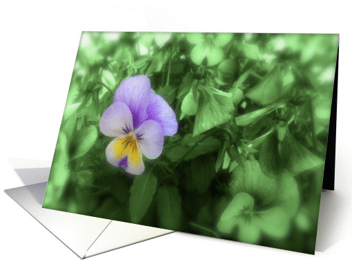 Purple and Green Pansy card (975993)