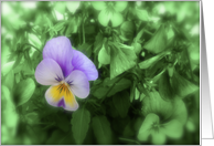 Purple and Green Pansy card