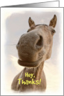 Funny Horse Thank You Card