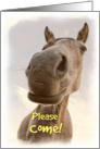 Funny Horse Invitation Card