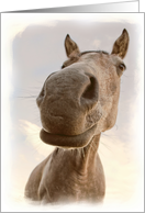 Friendly Horse to say Hello card