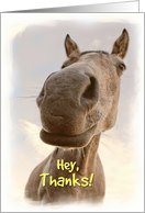 Funny Horse Thank You Card