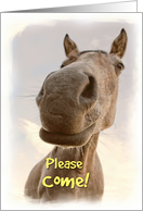 Funny Horse Invitation Card