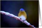 HAPPY BIRTHDAY Bluebird on Snow Covered Brier card