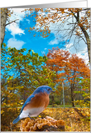 I’ts a bluebird day Get Well Soon card