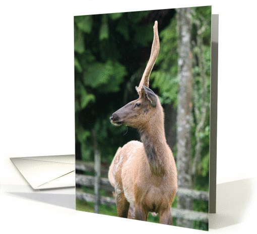 Elk with a watchful eye, blank note card (992697)