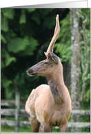 Elk with a watchful eye, blank note card