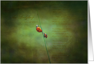 Poem for ladybugs