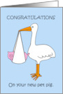 Congratulations New Pet Pig Cartoon Stork Carrying a Piglet card