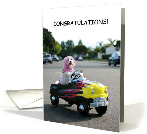 Congratulations on Passing Driving Test Cute Dog Driving... (1238528)