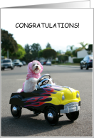 Congratulations on Passing Driving Test Cute Dog Driving a Toy Car card