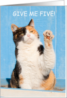 National High 5 Day April Funny Tortoiseshell Cat card
