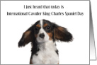 International Cavalier King Charles Spaniel Day May card