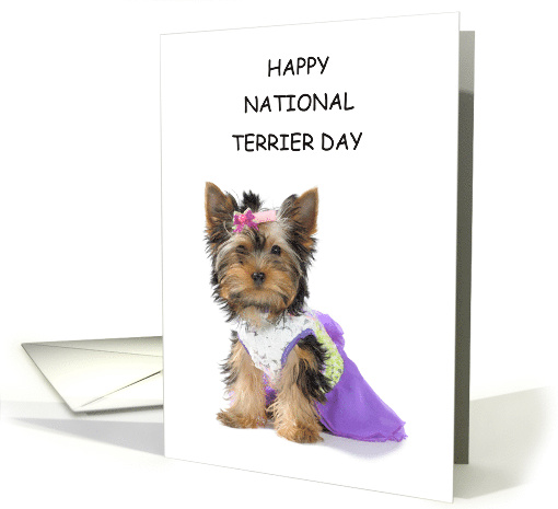 National Terrier Day March 27th Yorkshire Terrier Dressed... (1702152)