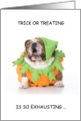 Happy Halloween from Pet Bulldog in Pumpkin Outfit Yawning card