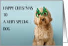 Happy Christmas to Cockapoo Dog Wearing Xmas Tree Glasses card
