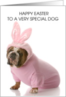Happy Easter to Pet Dog Bulldog Wearing a Cute Bunny Oufit card
