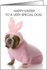 Happy Easter to Pet Dog Bulldog Wearing a Cute Bunny Oufit card