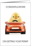 Congratulations On Getting Driving Permit Chick Driving Car card