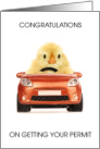 Congratulations On Getting Driving Permit Chick Driving Car card