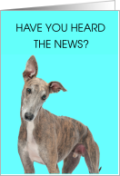 World Greyhound Day February 1st card