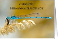 International Dragonfly day June card