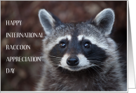 Happy International Raccoon Appreciation Day October 1st card