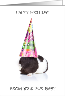 Happy Birthday from the Guinea Pig card