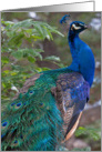 Posing Peacock card