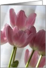 Pink Tulips card