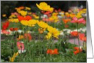 Oriental Poppies card