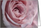 Pink Rose card