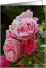Pink English Roses card