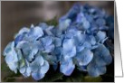 Blue Hydrangea card