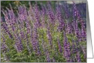 Salvia card