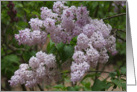 White Lilacs card