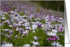 Field of African Daisies Birthday card