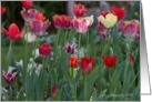 Tulip Garden card