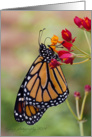 Monarch Butterfly - Blank Inside card