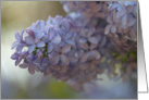 Soft Lilac card
